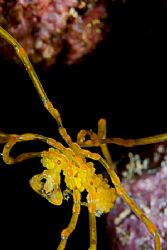 Sea spider with eggs crossing chasm. Canon 20D, Canon 60m... by Kristin Anderson 